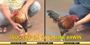 Trực Tiếp Đá Gà Online 69Win