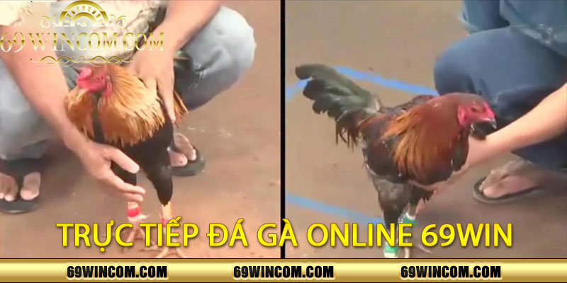 Trực Tiếp Đá Gà Online 69Win
