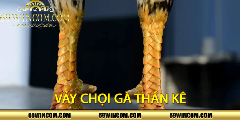 Vảy Chọi Gà Thần Kê